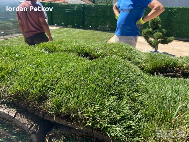 Тревен чим, снимка 4 - Градински цветя и растения - 50994606