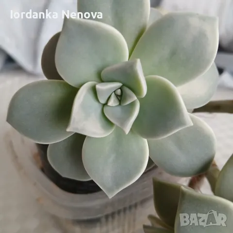 Суколентни , снимка 2 - Стайни растения - 38611488