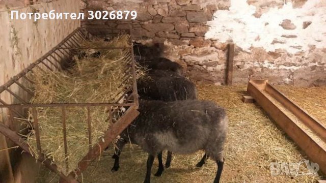 Романовски агнета, кочове и кочлета, снимка 4 - Овце - 32348962