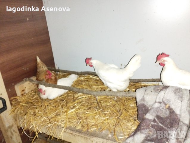 Яйца от свободно отглеждани кокошки бял легхорн, снимка 2 - Кокошки и пуйки - 43389707