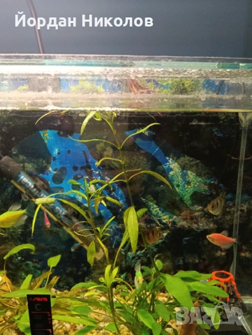 Рибки тернеции 6 броя