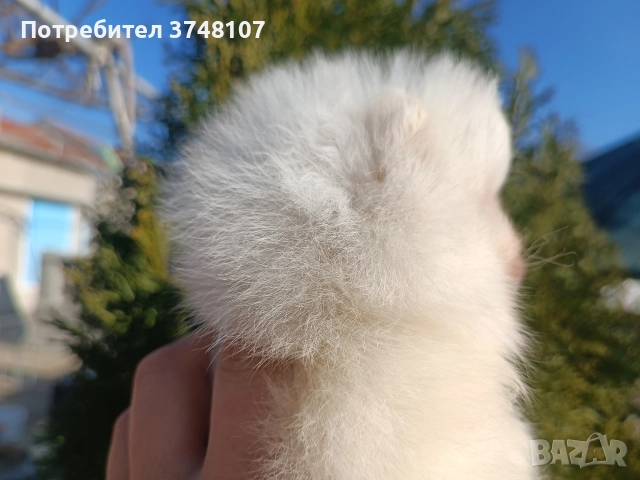 Померан/Померани, снимка 9 - Померан - 52920016