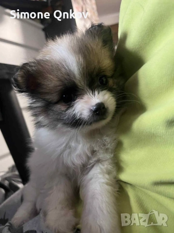 Мини шпиц Померан