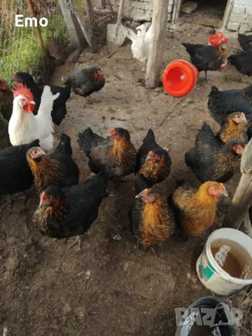 пилета, снимка 4 - Кокошки и пуйки - 49762588