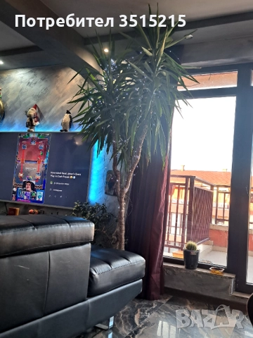 Юка .Бенджамин ,Финикови палми