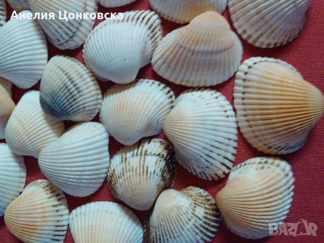 Миди за декорация в Морски сувенири в гр. Враца - ID28016440 | Bazar.bg