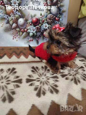 мини йоркширски териер момиче , снимка 7 - Йоркширски териер - 52749209