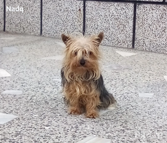 Йоркширски териер мини , снимка 3 - Йоркширски териер - 53452382