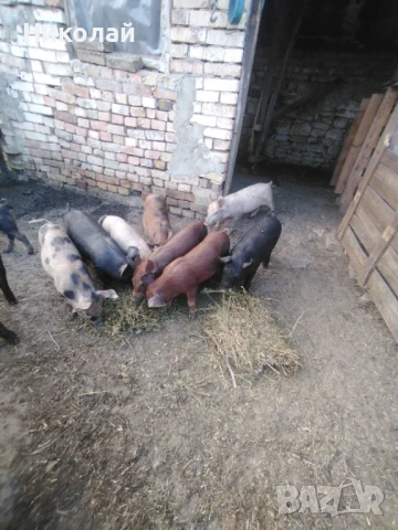 Прасенца на 60 дни, снимка 1