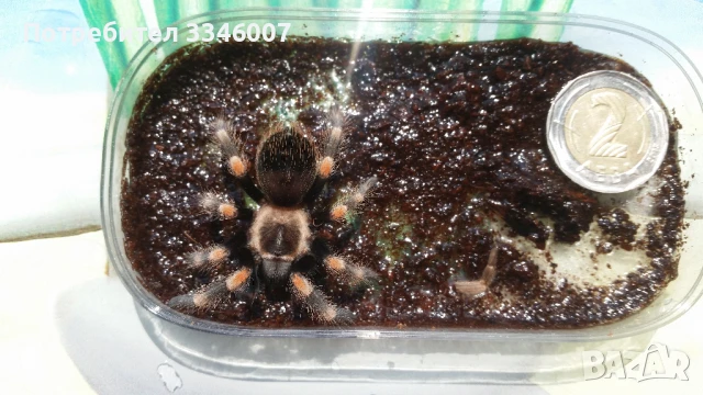 Тарантла tarantula , снимка 7 - Други - 44106536