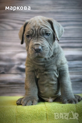 неаполитаански мастиф, снимка 2 - Мастиф - 52875975