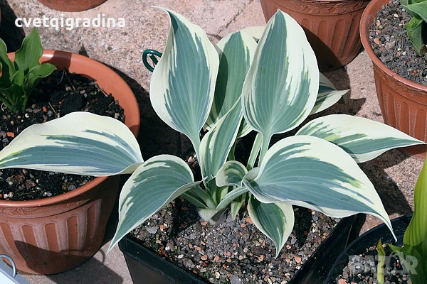 Hosta Firn Line (Хоста Снежна линия), снимка 2 - Градински цветя и растения - 50654532