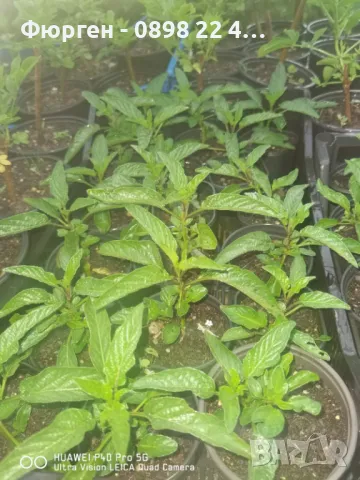  Пепино - Пъпешово дърво СЕЗОННА РАЗПРОДАЖБА !!!, снимка 7 - Разсади - 50425707