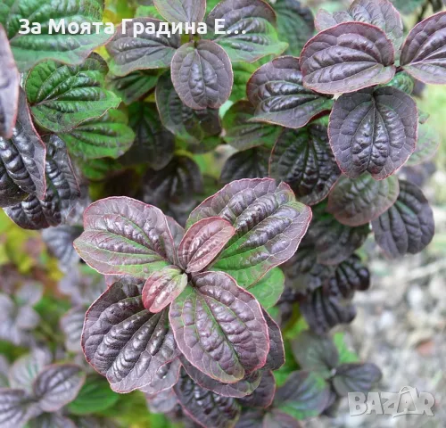 Дрян , снимка 2 - Градински цветя и растения - 49490141