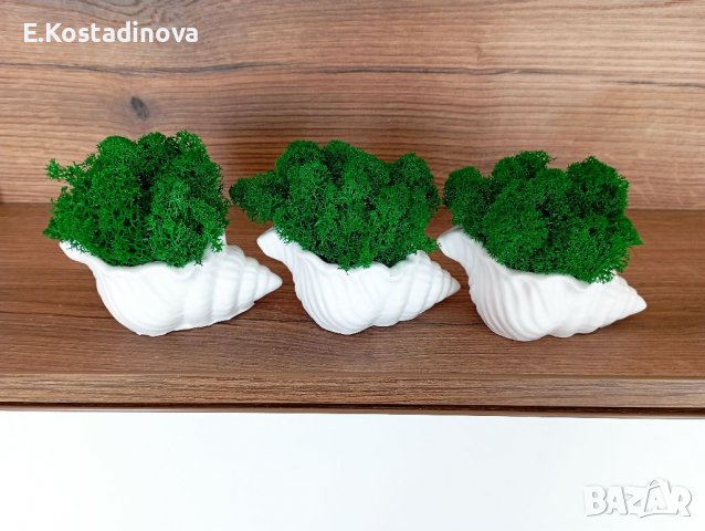 Малки керамични кашпи Раковина със скандинавски мъх, снимка 2 - Декорация за дома - 36512001