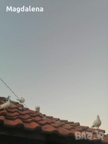 Продавам пощенски гълъби