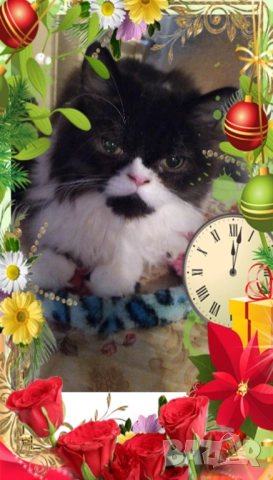 Ваксинирани персийски дългокосместа многоцветни котки с ЕС паспорти,микрочипирани!, снимка 14 - Чинчили - 42172746