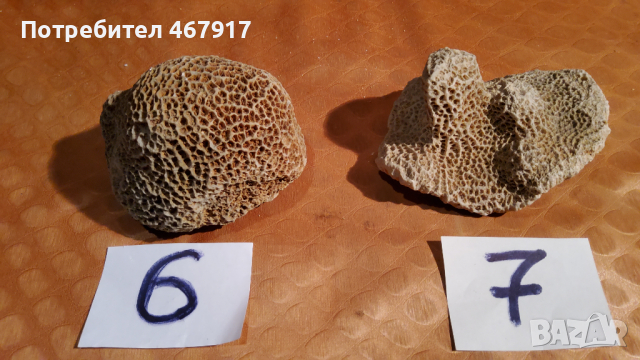 Корали от атлантическия океан, снимка 2 - Колекции - 36536114