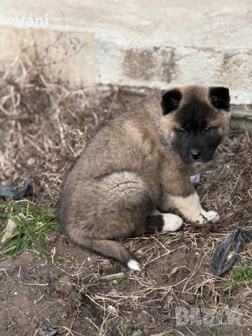 Америкаска акита женски и женско
