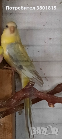 Пойни папагали , снимка 3 - Папагали - 52998501