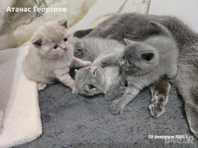 Британски късокосмести чистокръвни котенца. , снимка 2 - Британска късокосместа - 53451104