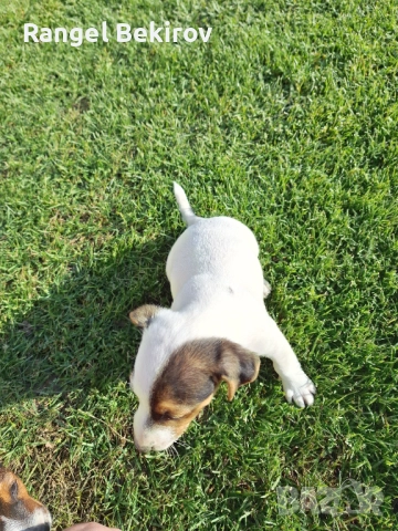 Джак ръсел, снимка 4 - Джак ръсел териер - 52825883