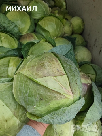 Прясно и кеехко зеле Кьосе , снимка 4 - Разсади - 52252227