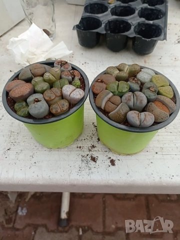 Lithops/живи камъчета/, снимка 5 - Стайни растения - 39521079