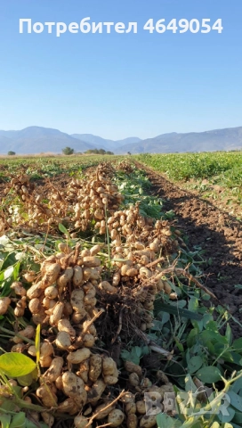 Български фъстъци на едро - сурови и печени, снимка 4 - Други - 52388186