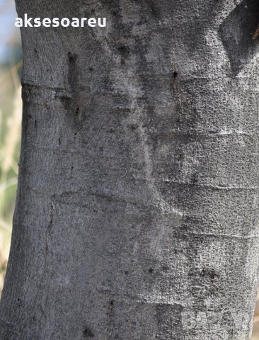 400 висококачествени семена от красиво декоративно копринено спящо медоносно дърво албиция за декора, снимка 15 - Разсади - 35573491