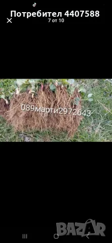 Разсад ягоди и малини , снимка 14 - Разсади - 49528320