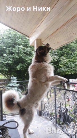 Породисто българско овчарско куче (БОК) търси приятелка за поколение , снимка 2 - Каракачанска овчарка - 35383543