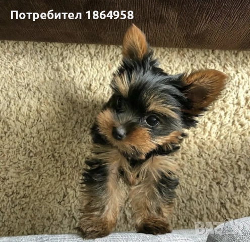Супер Мини Йорки Доставка, снимка 3 - Йоркширски териер - 51477583