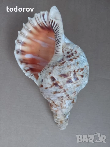 Раковина , снимка 1