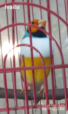 Гулдови амадини, снимка 4 - Амадини - 47840123