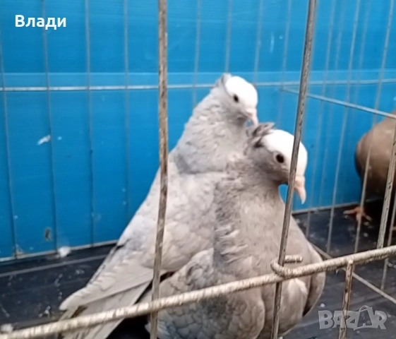 Индийски моки, снимка 5 - Гълъби - 52914435