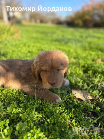 Българско овчарско куче , снимка 4 - Каракачанска овчарка - 52523805