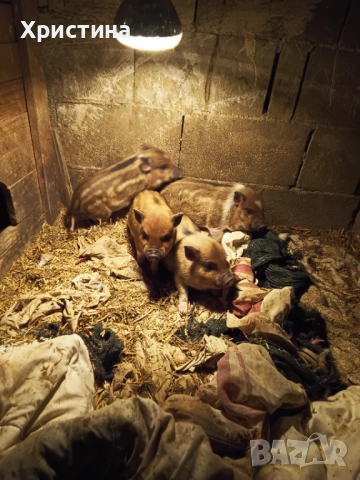 Виетнамски прасета, снимка 6 - Прасета - 52469489