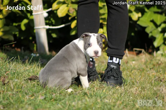 *Американски Стафордшир Териер бебета с FCI родословие- Jordan Staff Kennel*, снимка 11 - Американски стафордширски териер - 28596325