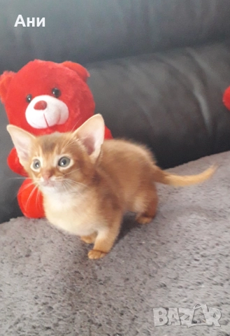 НОВОГОДИШНА ПРОМОЦИЯ.АБИСИНСКО КОТЕНЦЕ, снимка 3 - Други - 52790557