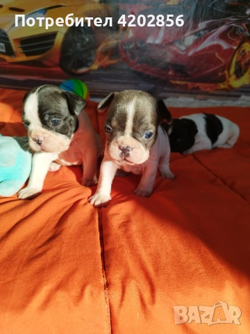 Френски булдог бебета 