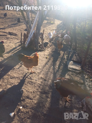 1 бр Ню Хемпшир на 7 м, снимка 2 - Кокошки и пуйки - 52773629