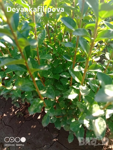 Лигуструм на гол корен за жив плет ., снимка 2 - Градински цветя и растения - 37346735