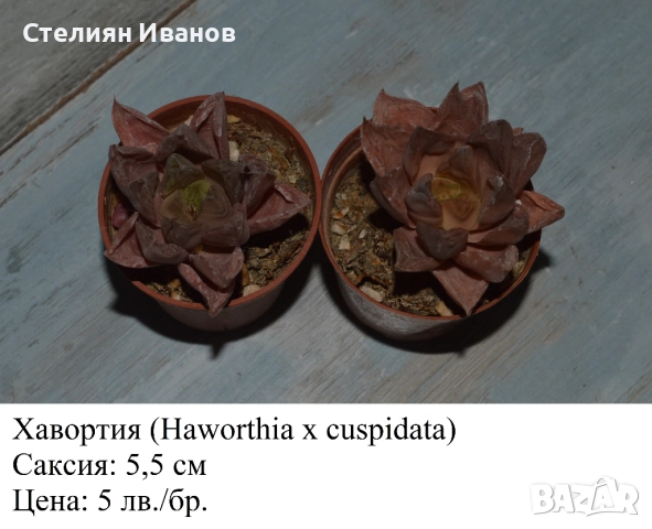 Сукуленти - алое, астролоба, хавортия, гастерия и гастералое,, снимка 2 - Стайни растения - 51468494