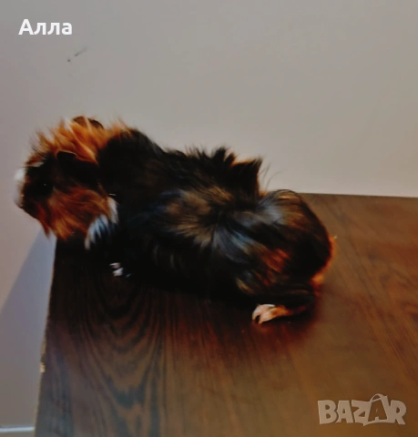 Продава малки морски свинчета , снимка 6 - Морски свинчета - 53487794