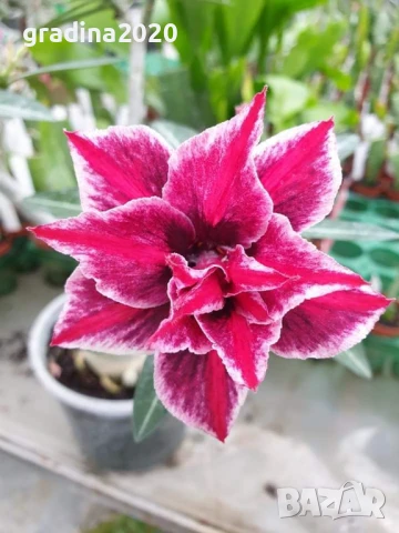 ПУСТИННА РОЗА - АДЕНИУМ, снимка 4 - Разсади - 51116502