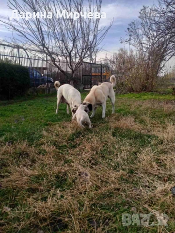 Турски Кангал , снимка 8 - Кангал - 52839191