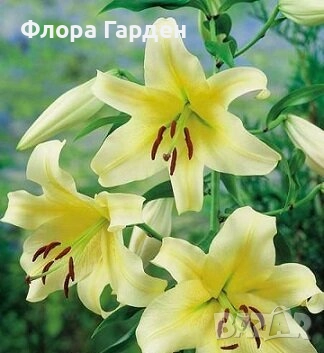 ЛИЛИУМ - Луковици/ПРЕДВАРИТЕЛНИ ПОРЪЧКИ, снимка 15 - Сортови семена и луковици - 40209682