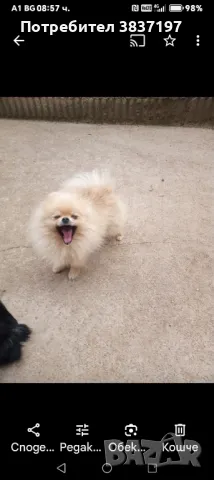 мъжки на 2 години 