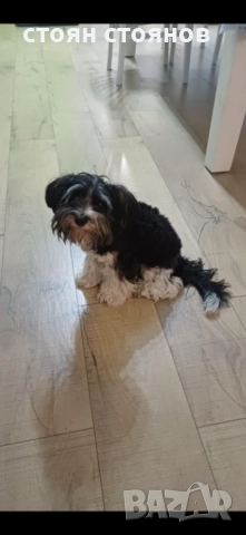 Продавам Бивер йорки, снимка 2 - Йоркширски териер - 52324508